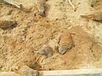 Suricate (Suricata suricatta)(ord Carnivores)(fam Herpestides)(00)